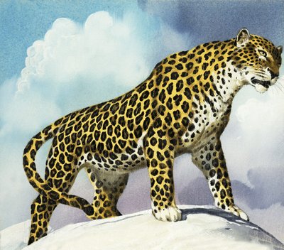 Leopard in the Snow by English School